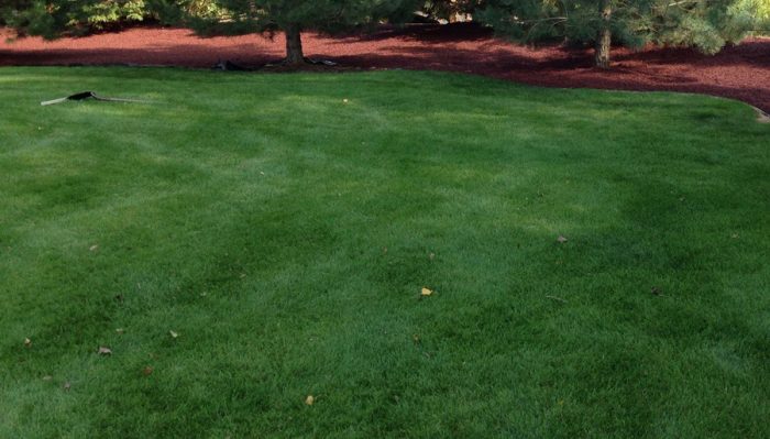 How to grow and maintain the best lawn!